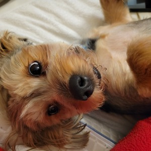 Canine Chaplain Clement Mannes